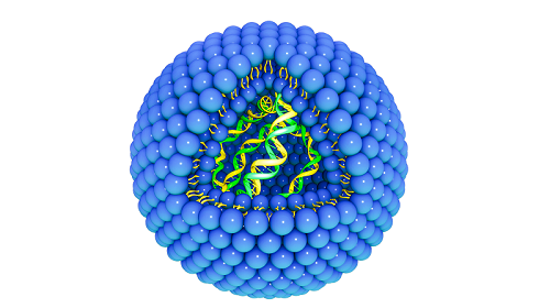 Diagram of a liposome